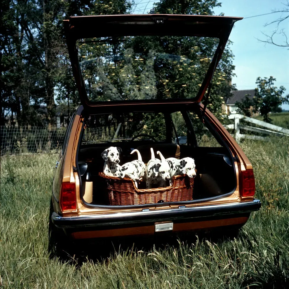 Des chiots dalmatiens dans le coffre ouvert d'une Peugeot 504 break dans la nature.