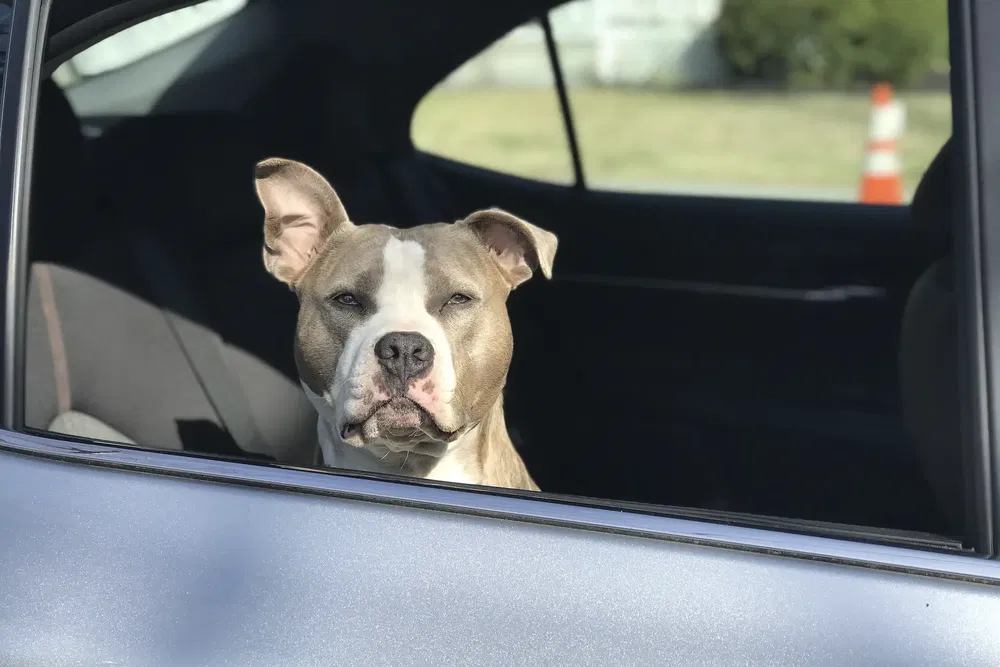 {"fr":"Chien à l'intérieur d'une voiture avec fenêtre ouverte, détecteur de cône à l'arrière-plan.","nl":"Hond in auto met open raam, verkeerkegel op de achtergrond te zien."}