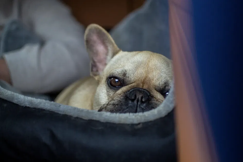 Franse bulldog rustend in een gezellig mandje, oplettende blik.